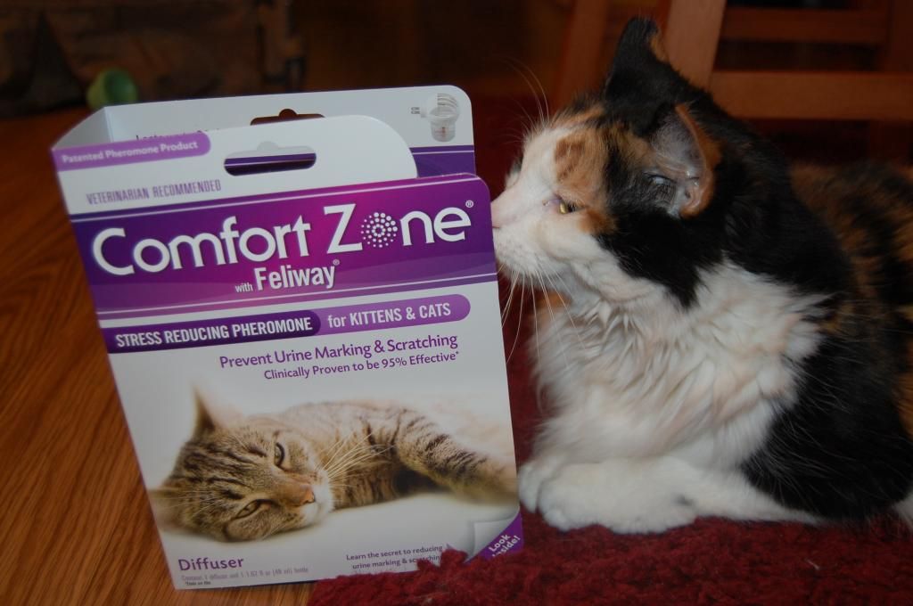 Comfort Zone With Feliway Review How It Helped Our Cat Candie