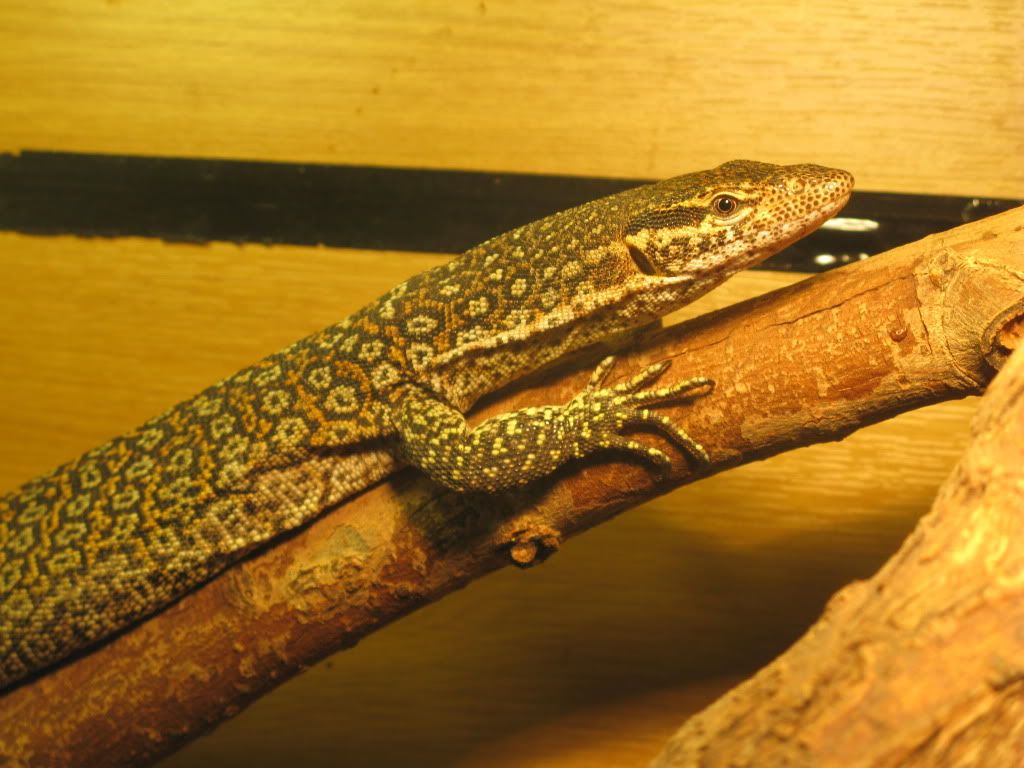 E Midlands Peacock Monitors Proven Breeding Pair For Sale. Reptile