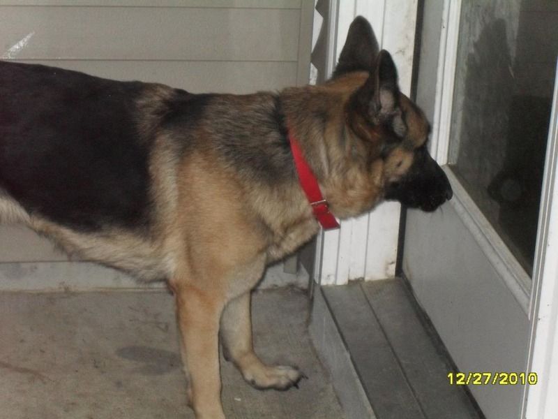 patterned sable german shepherd