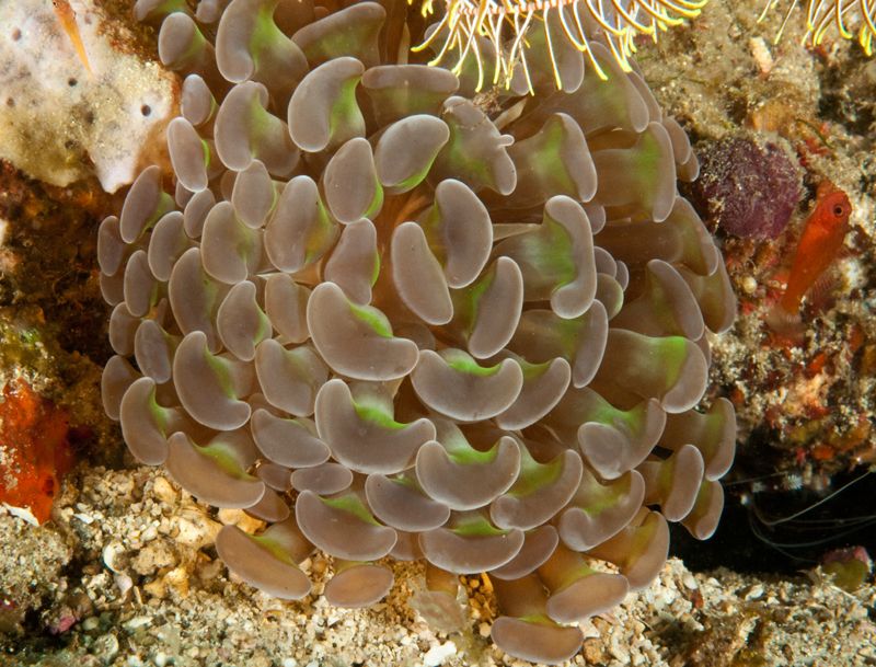 Euphyllia ancora photo Agahota4_zpsccc61773.jpg