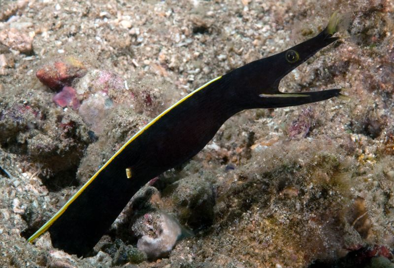 Black Ribbon Eel, Rhinomuraena quaesita photo BlackRibbonEelRhinomuraenaquaesita2_zps4c31611b.jpg