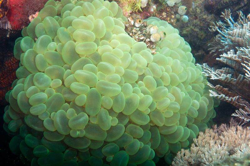 Bubble coral, Plerogyra sinuosa photo BubblecoralPlerogyrasinuosa_zpsd1e478a9.jpg