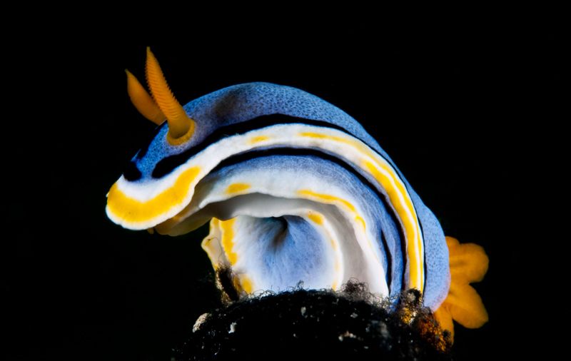 Chromodoris annae photo Chromodorisannae_zps1d62f595.jpg