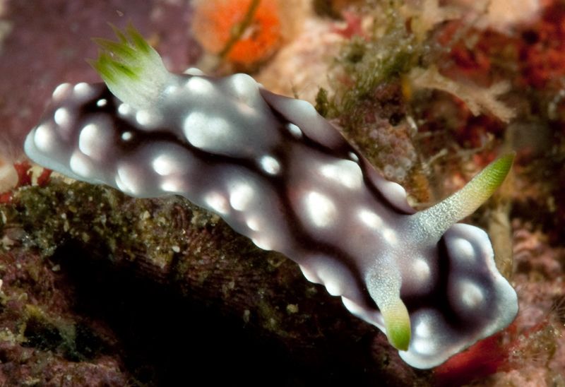 Chromodoris geometrica photo Chromodorisgeometrica_zpsa59d3431.jpg