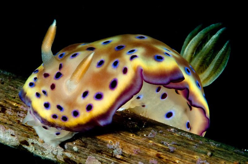 Chromodoris kuniei photo Chromodoriskuniei_zpsc2e9d21d.jpg