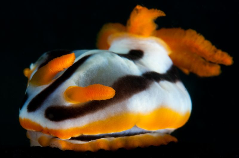 Chromodoris magnifica photo Chromodorismagnifica3_zpsaaad651f.jpg