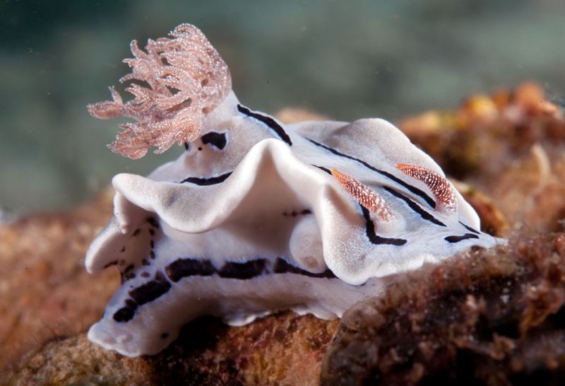 Chromodoris willani photo Chromodoriswillani_zps36a0e9bb.jpg