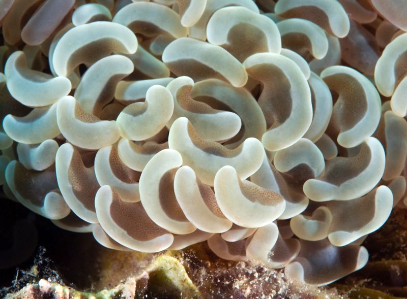 Euphyllia ancora photo Euphylliaancora2_zps8d157e18.jpg