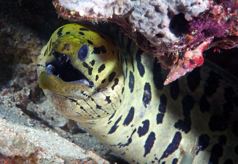 Fimbriated moray, Gymnothorax fimbriatus photo FimbriatedmorayGymnothoraxfimbriatus_zpsa34dd9da.jpg