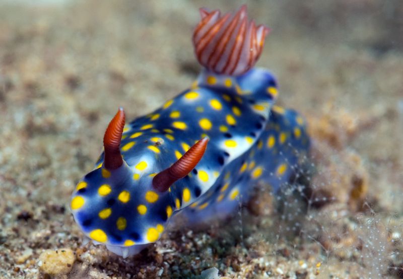 Hypselodoris infucata photo Hypselodorisinfucata3_zps6a7f4b15.jpg