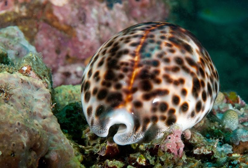 Tiger Cowry, Cypraea tigris photo March2-31_zps5e74cb6b.jpg