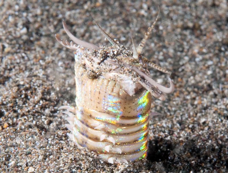 Bobbit worm, Eunice aphroditois photo March2nightdive1_zpse09ceeea.jpg