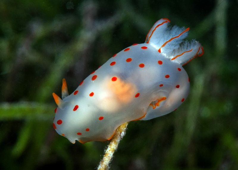 Gymnodoris ceylonica photo March2nightdive30_edited-1_zpsb482f45a.jpg