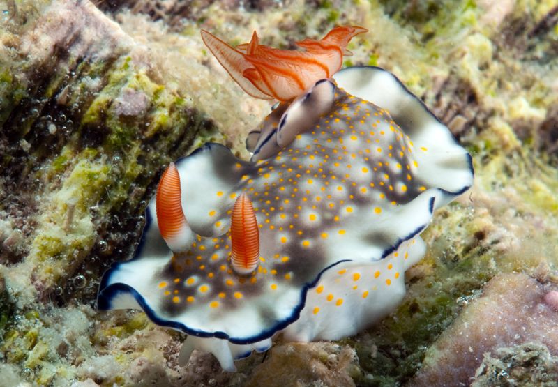 Hypselodoris bollandi photo March4-31_zpsc9bb75bc.jpg