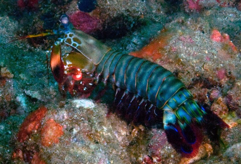 Peacock mantis shrimp, Odontodactylus scyllarus photo PeacockmantisshrimpOdontodactylusscyllarus_zps4a68b728.jpg