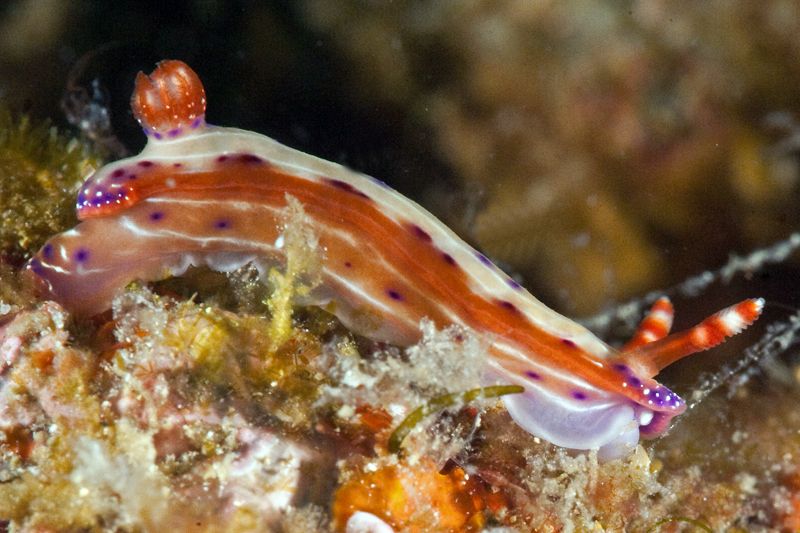 Hypselodoris maculosa photo Philippines3_zps1b0e81ea.jpg