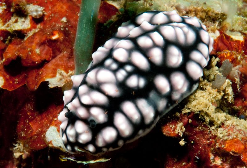 Phyllidiellapustolosa_zps0af7477e.jpg