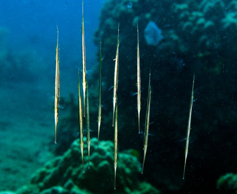 Razorfish, Aeoliscus strigatus photo RazorfishAeoliscusstrigatus_zps8fde710c.jpg