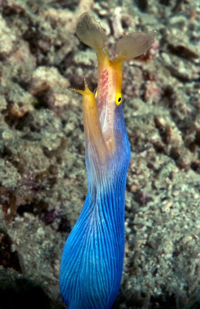 Ribbon eel Rhinomura enaquaesita photo RibboneelRhinomuraenaquaesita2_zps9126c33c.jpg