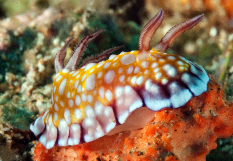 Chromodoris roboi photo Unknownnudi2_zps008e353c.jpg