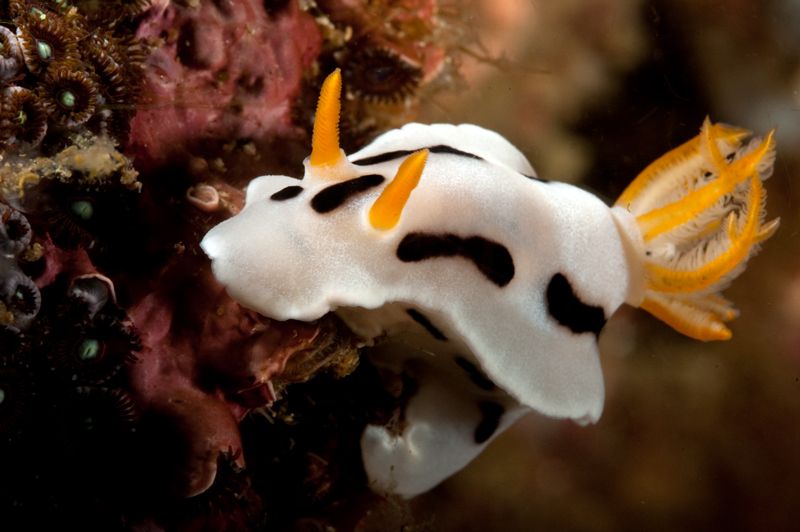 Chromodoris dianae photo march3-9_zpscc97617b.jpg