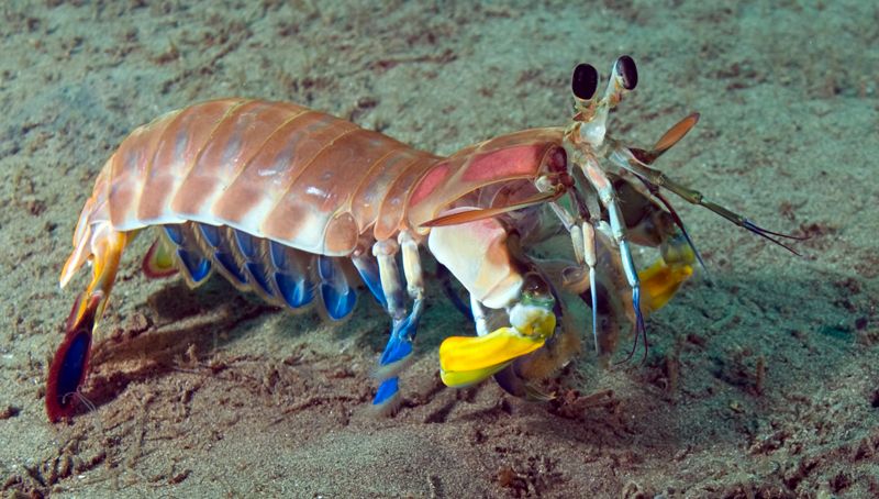 Mantisshrimp10.jpg