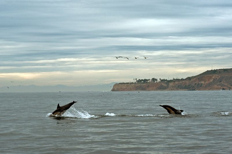 Dolphins3.jpg