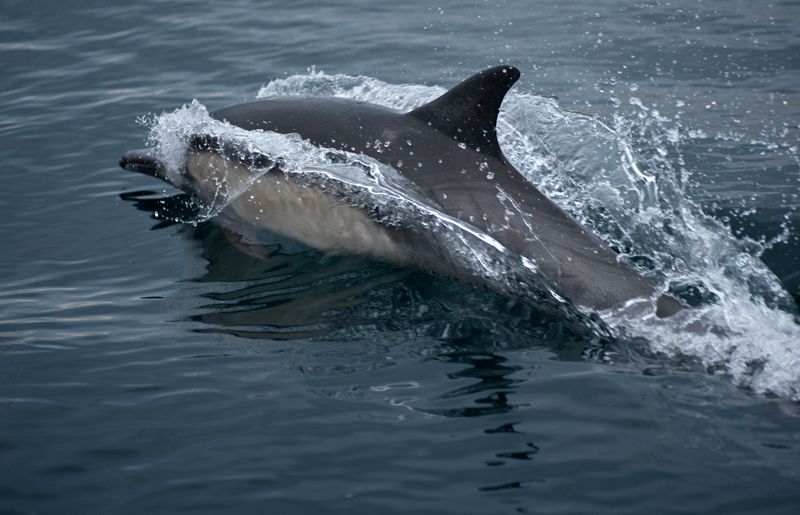 Dolphins8.jpg