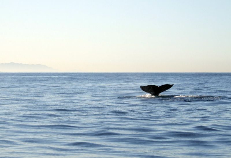 Whales3.jpg
