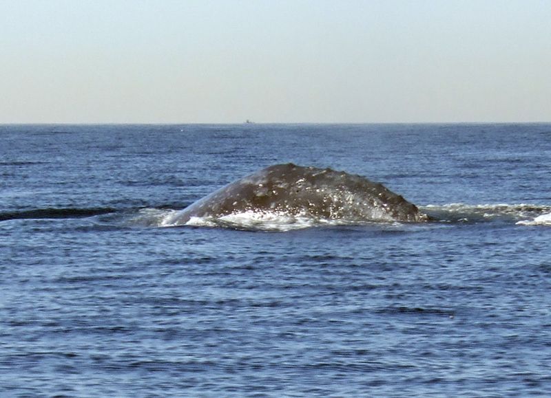 Whales5.jpg