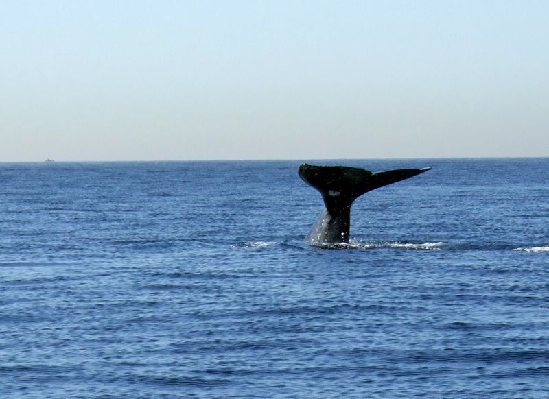Whales6.jpg