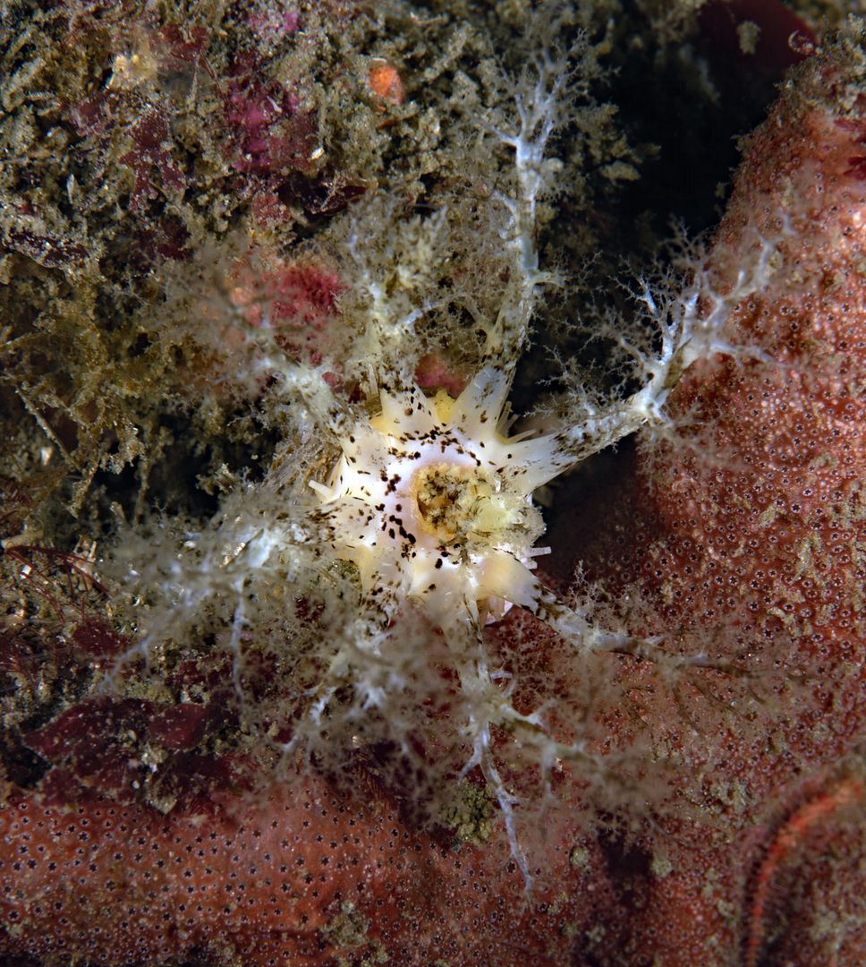 Eupentacta quinquesemita White Sea Cucumber photo Eupentacta quinquesemita White Sea Cucumber_zpswkss7jod.jpg