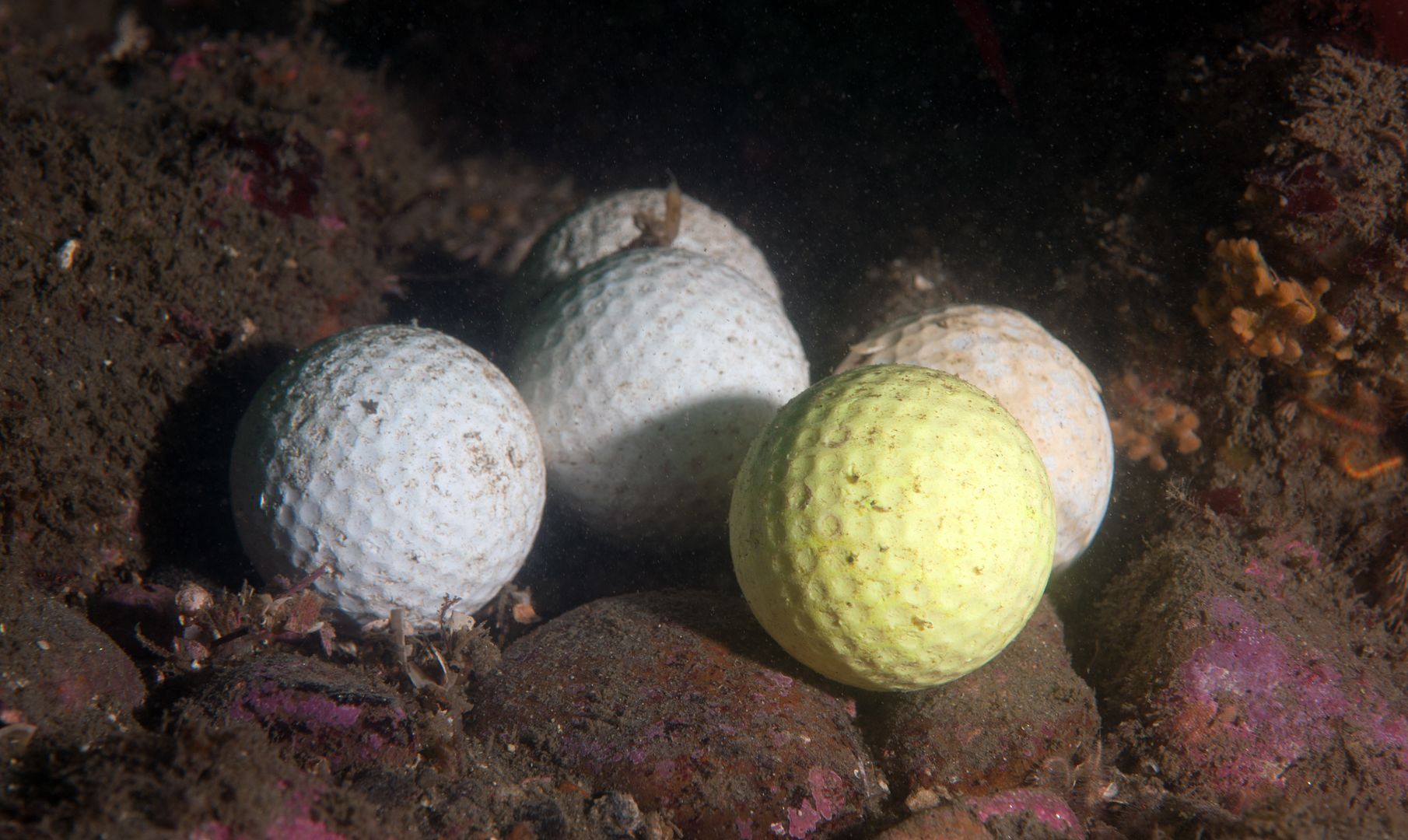  photo GolfBallReef1_zpsb98b0a14.jpg