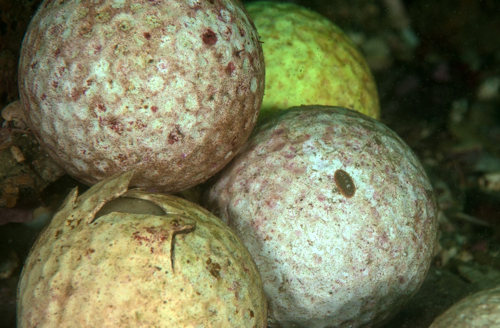 GolfBallReef5_zps867844fa.jpg