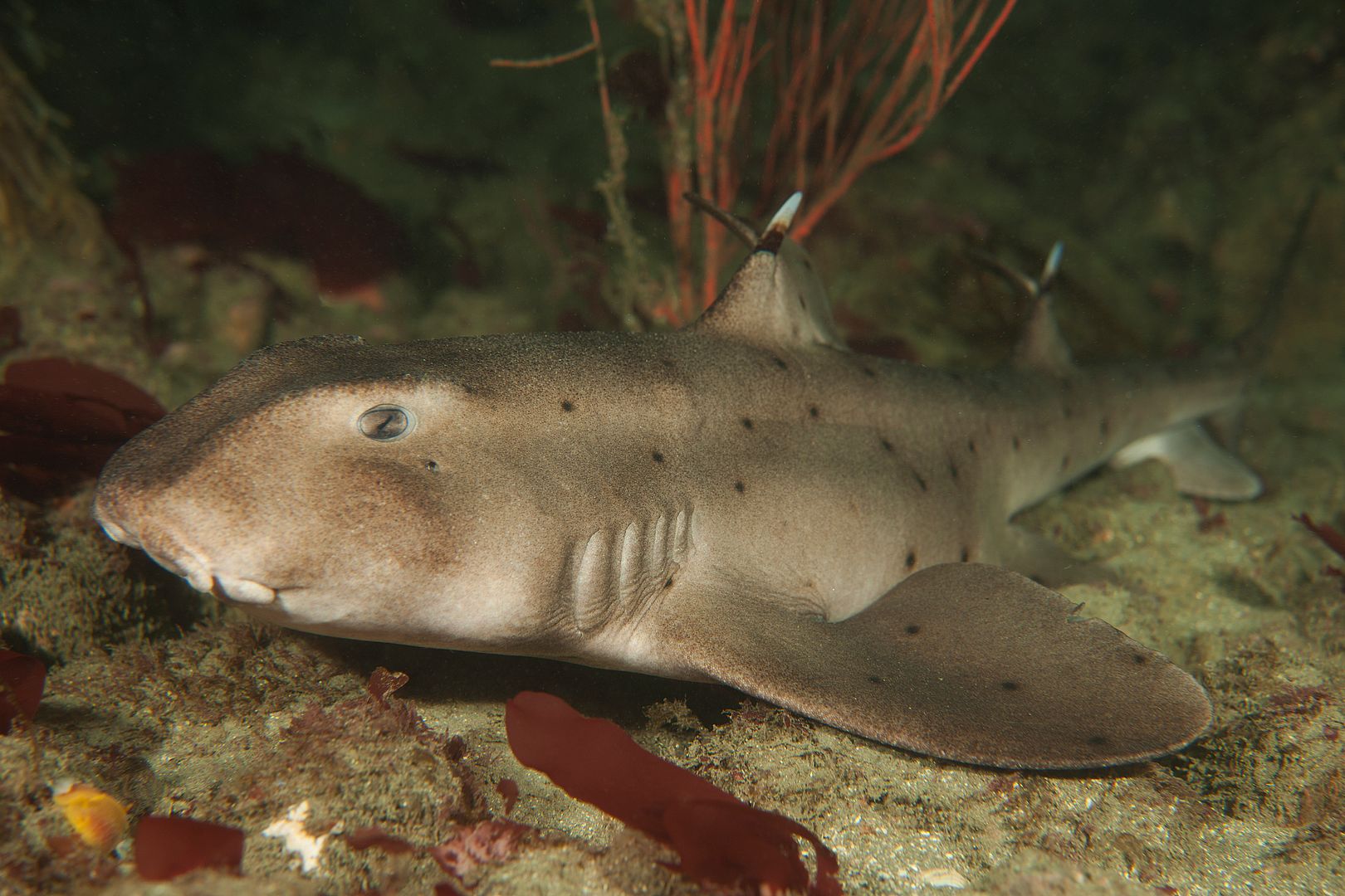  photo Horn shark_zpsmkbur2br.jpg