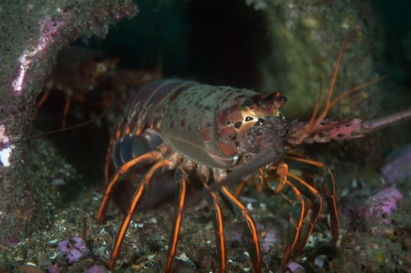 Lobsters-in-a-log_zpsdad12f6a.jpg