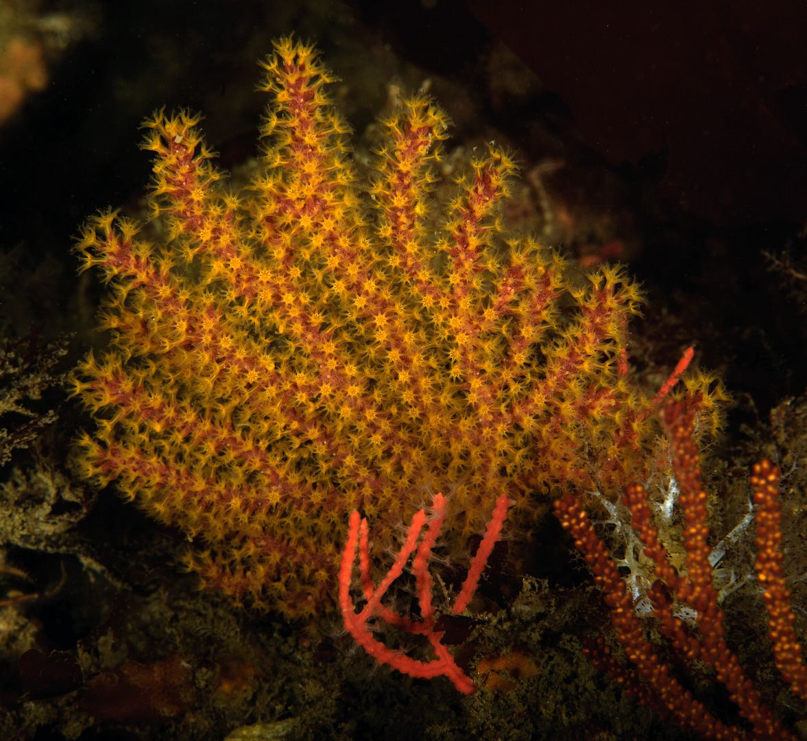 Muricea californica California golden gorgonian photo Muricea californica California golden gorgonian_zpsrluhnwbj.jpg