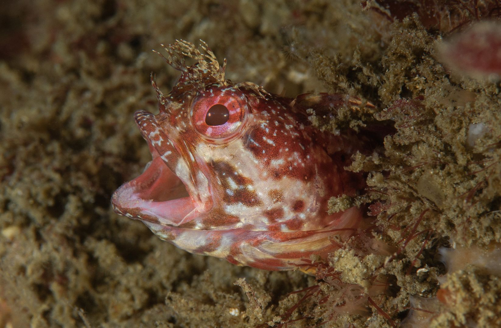 Neoclinus stephensae Yellowfin fringehead photo Neoclinus stephensae Yellowfin fringehead 5_zpsfebzxvos.jpg