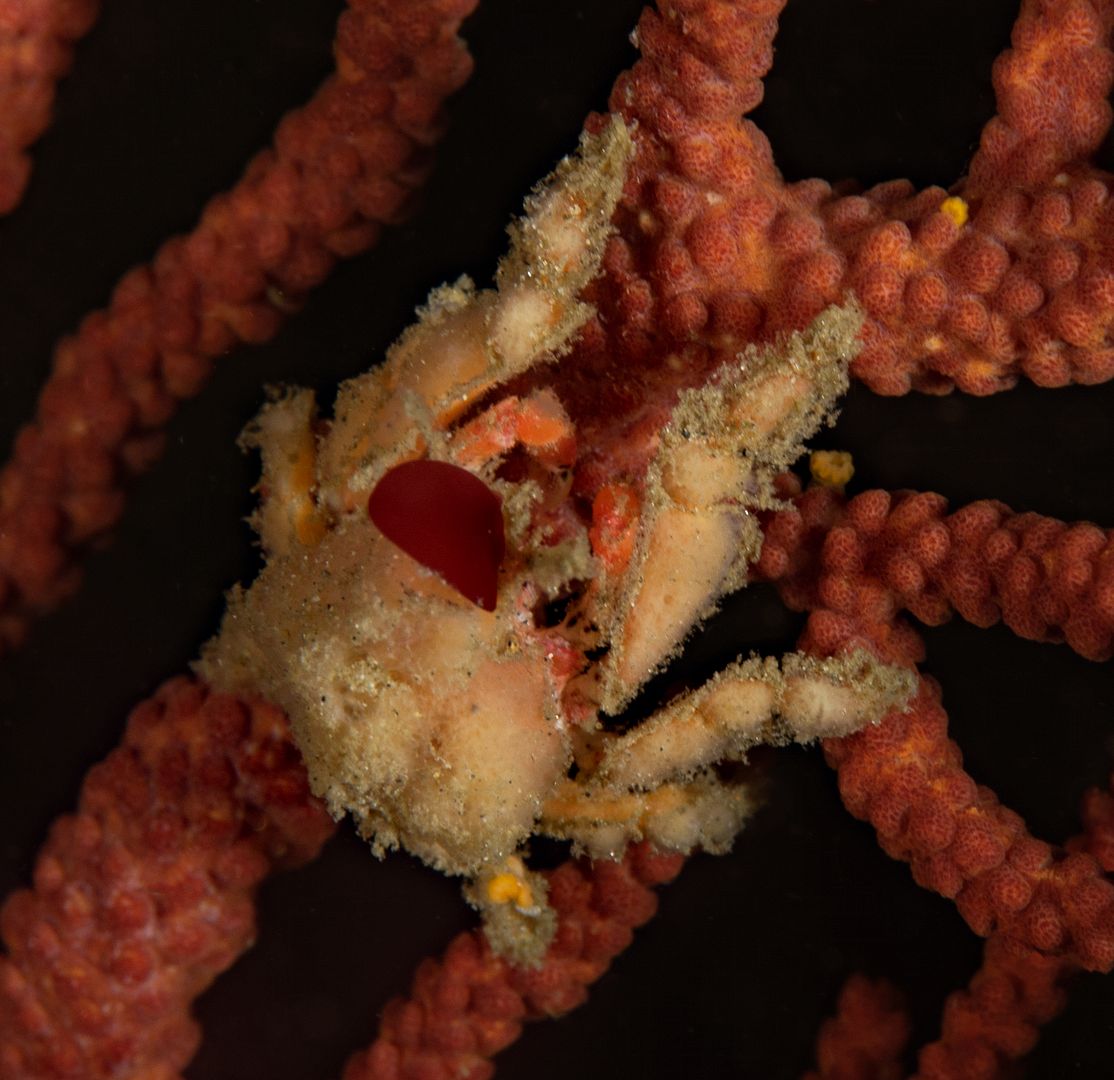 Pelia tumida Dwarf Teardrop Crab photo Pelia tumida Dwarf Teardrop Crab male_zpsjlxbprwz.jpg