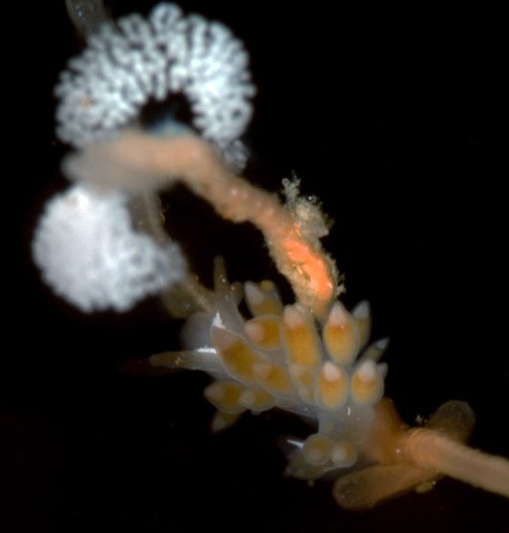 Unknown-nudi-web_zps0f983a5a.jpg