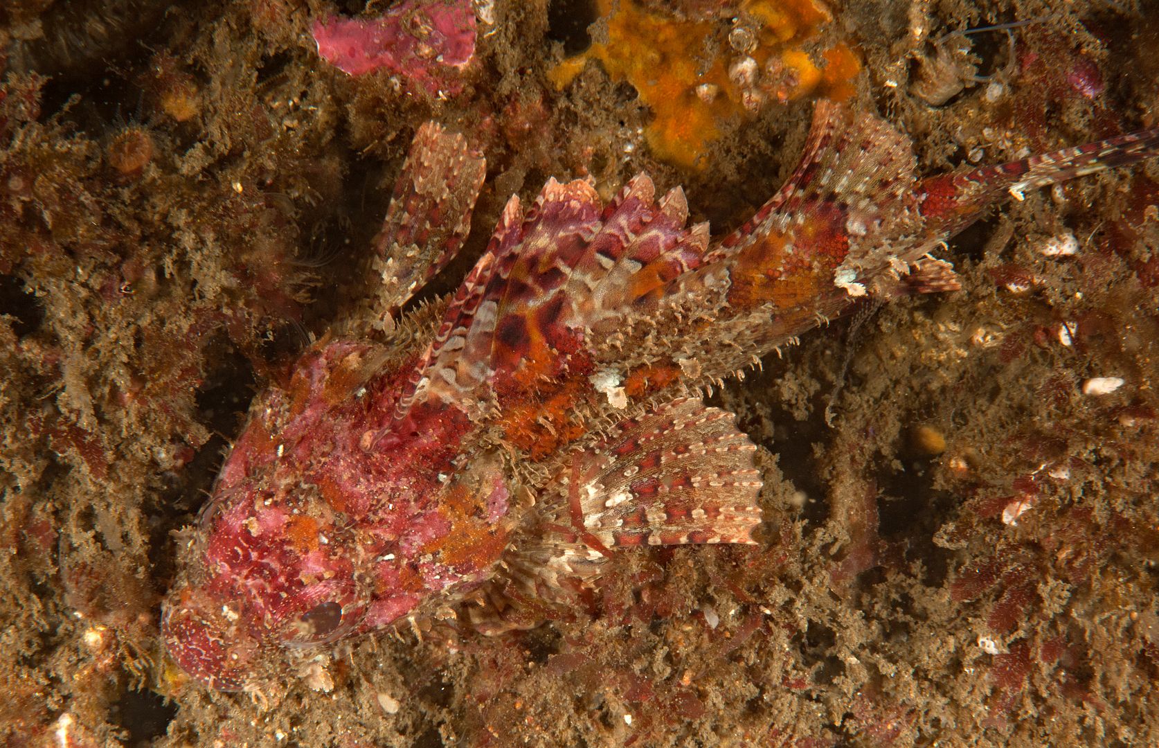  photo California scorpionfish_zpscgfio3tp.jpg