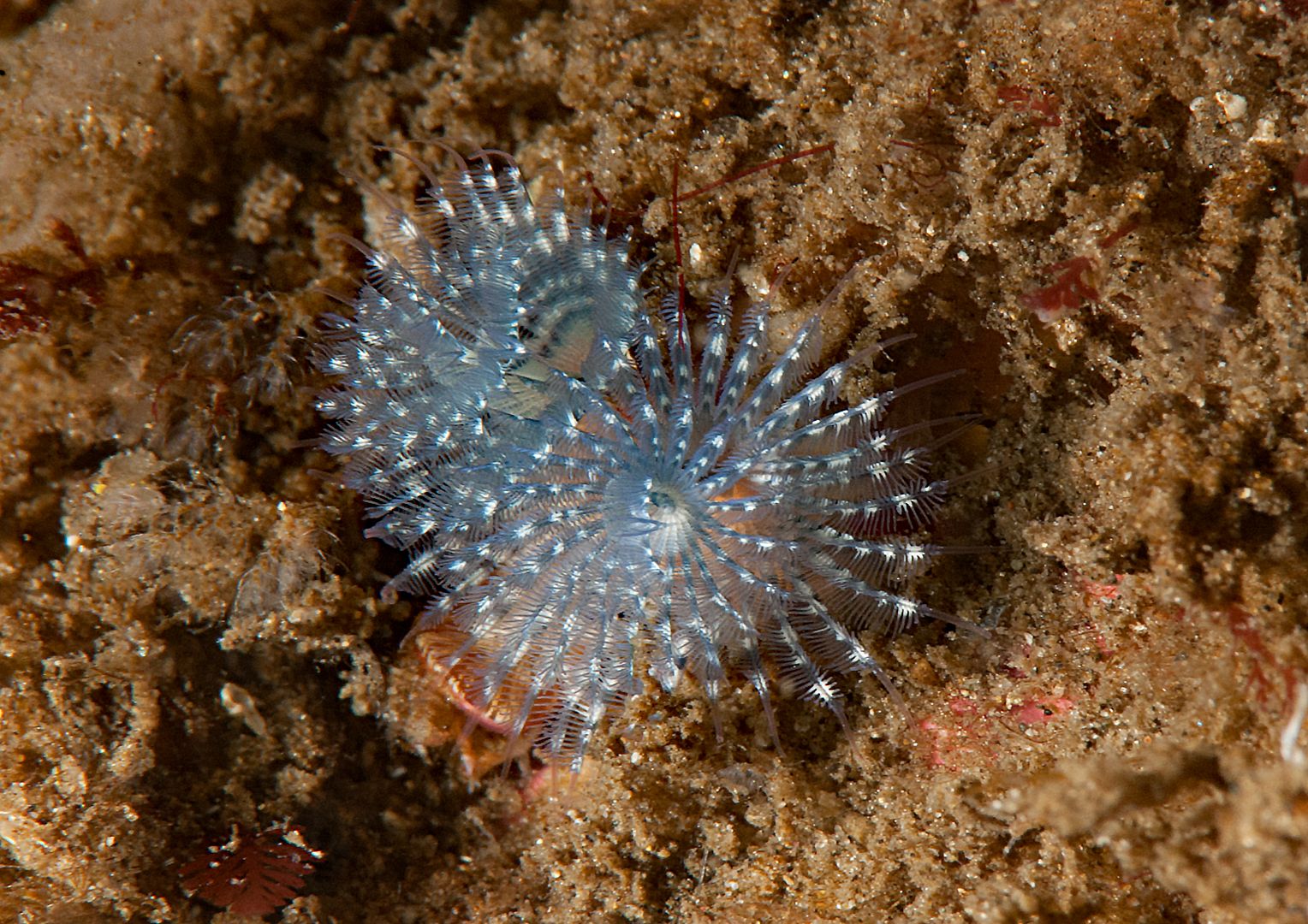  photo Christmas Tree worm_zpspipgd6wv.jpg