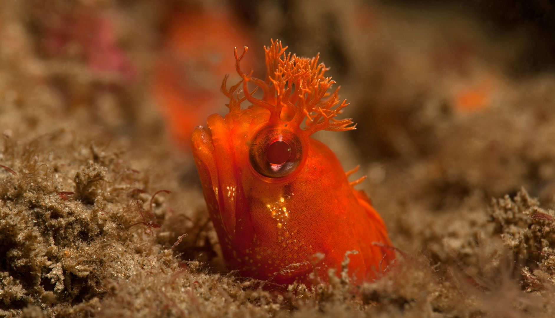  photo YellowfinFringehead1_zpsb482ab8b.jpg