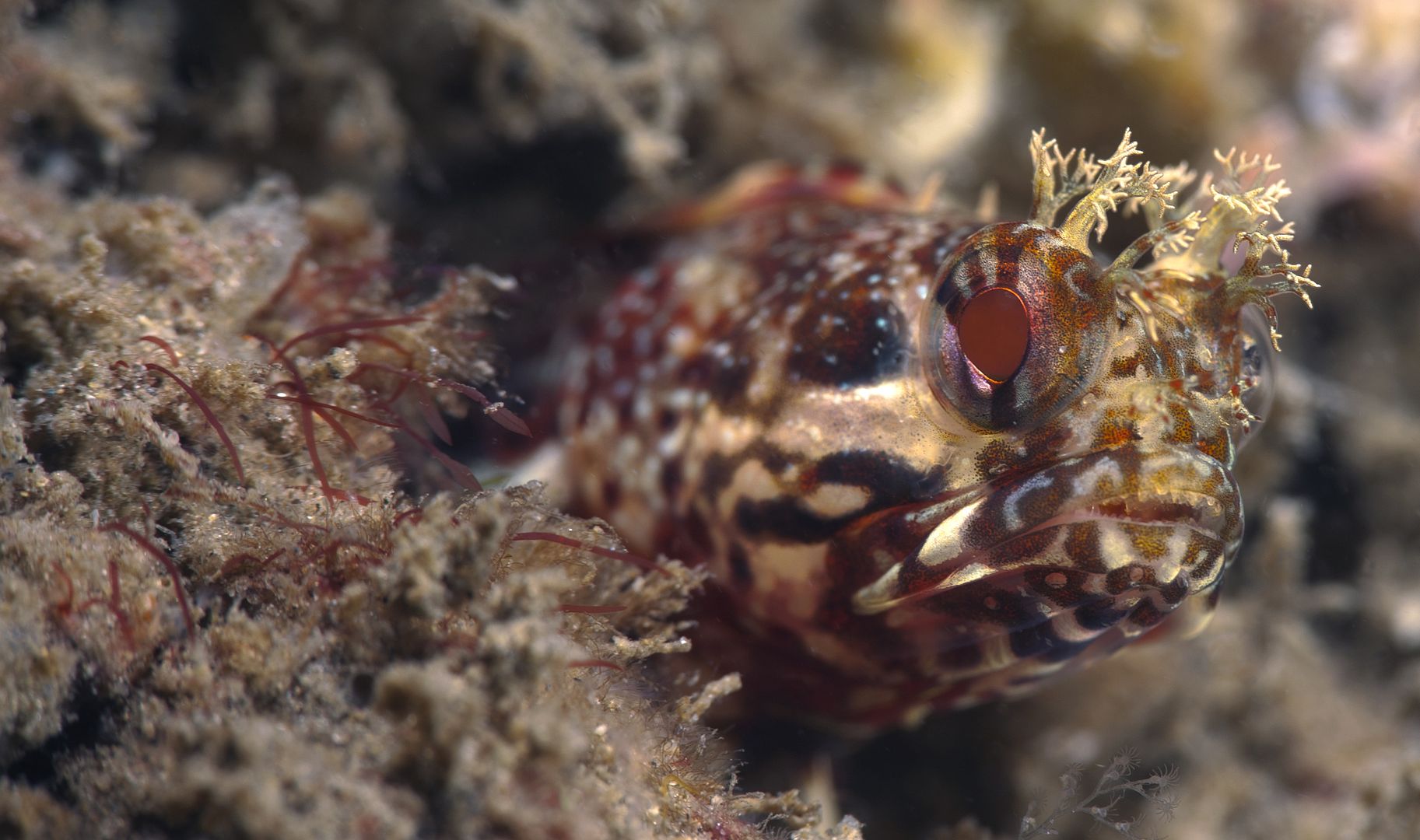  photo YellowfinFringehead2_zps8bed0e75.jpg