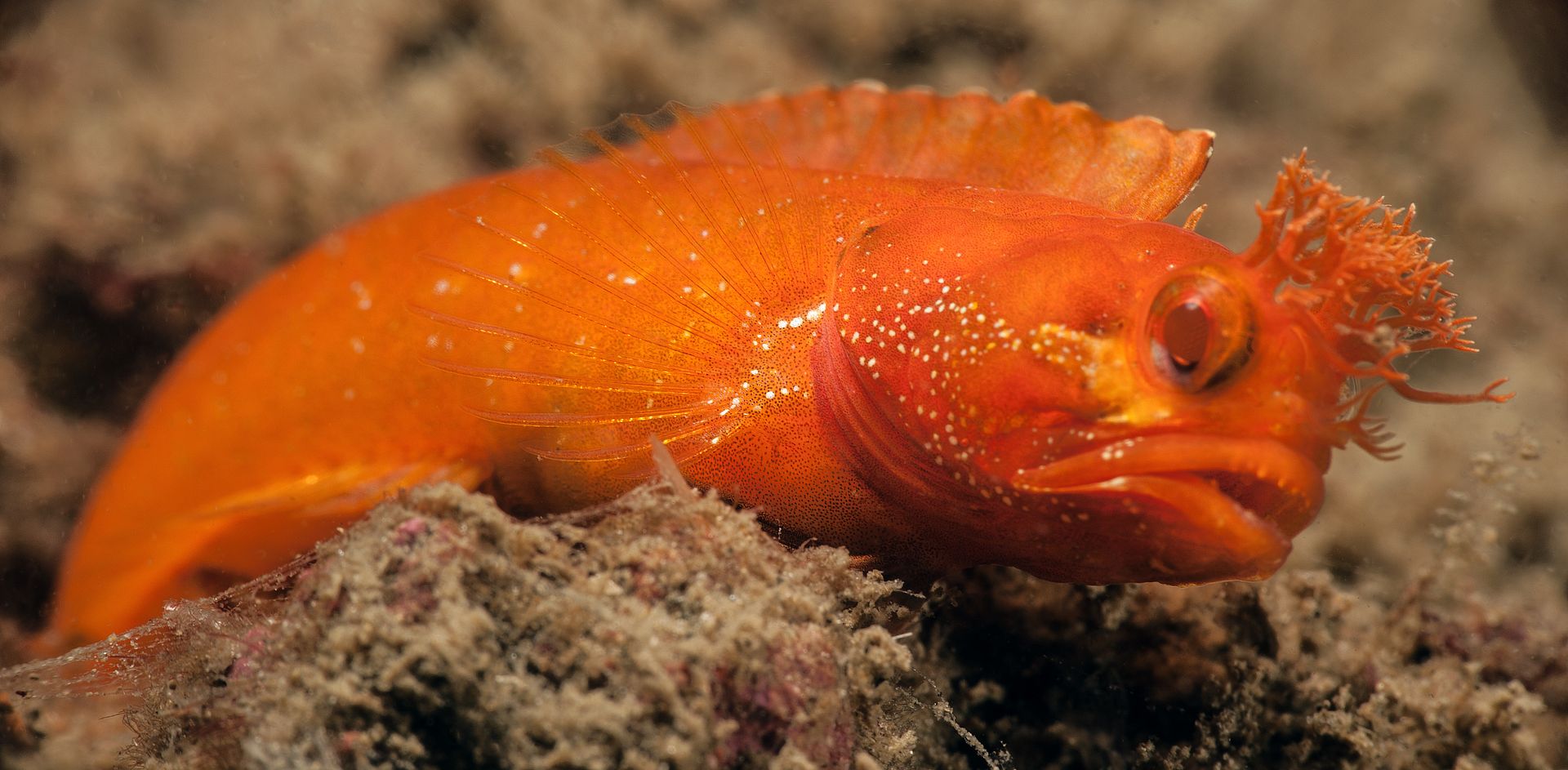  photo YellowfinFringehead3_zpsdb21992f.jpg