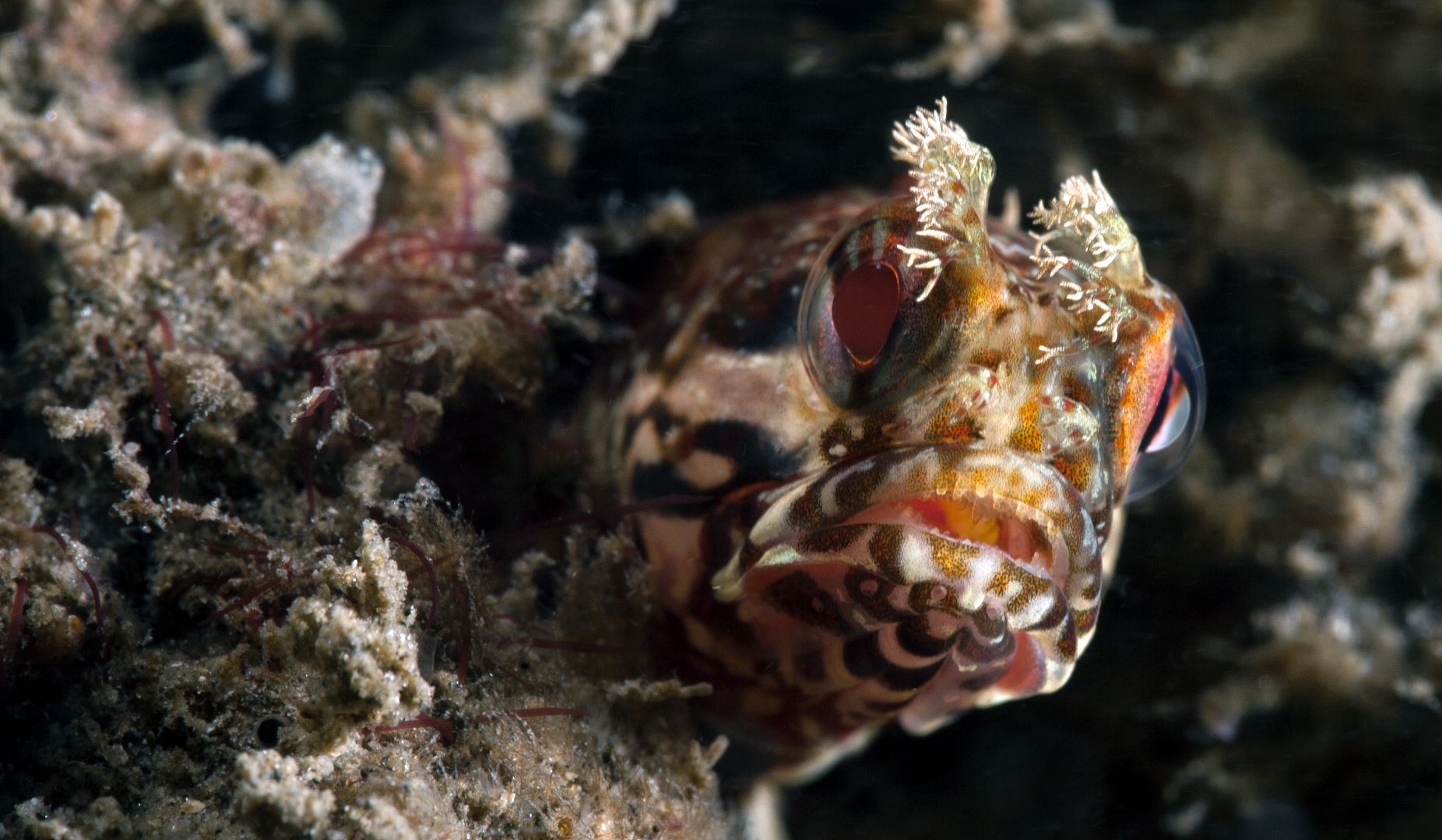 YellowfinFringehead4_zpsa1b7a3c7.jpg