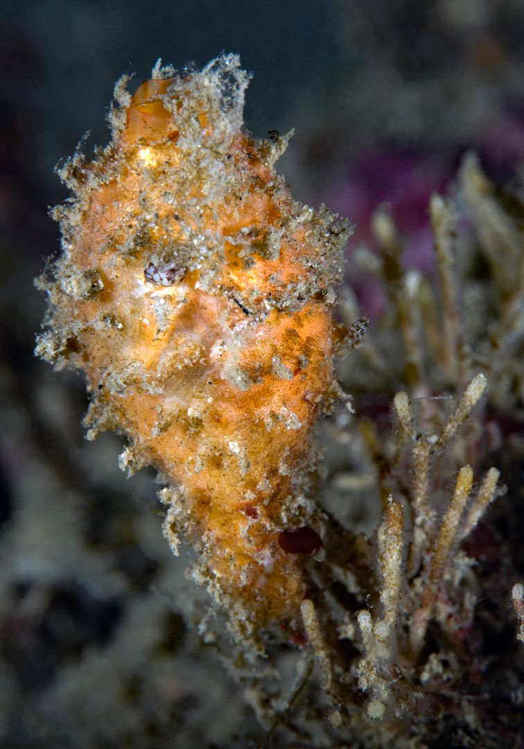  photo Boltenia villosa Spiny-headed Tunicate_ART8205_zpsw2rm5yyb.jpg