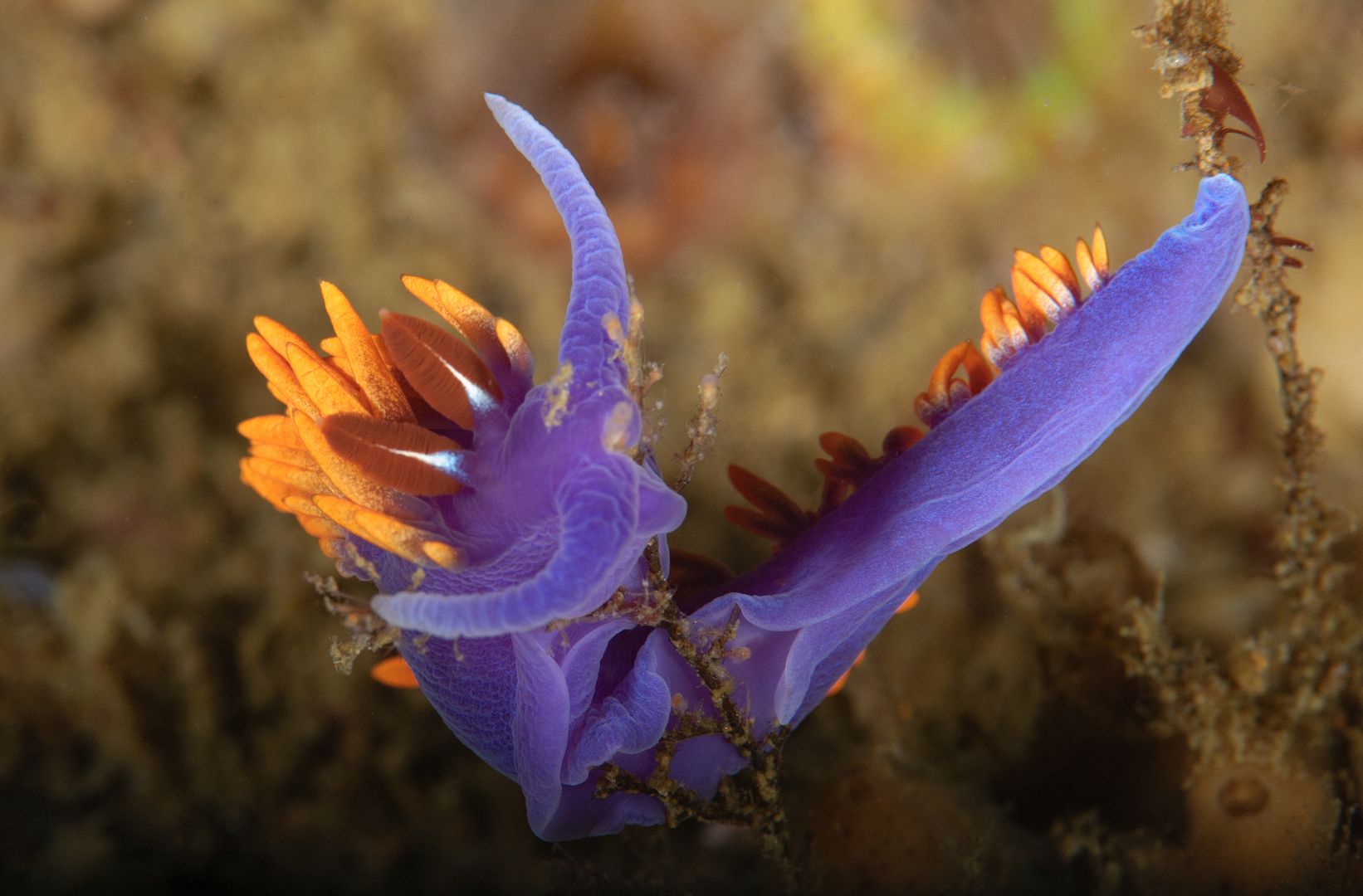  photo Flabellina iodinea Spanish Shawl_ART8259_zps8ow2b08k.jpg