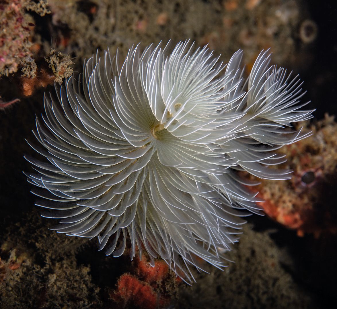  photo Halfway Reef Feather duster worm 2_zpsy6rbwexh.jpg