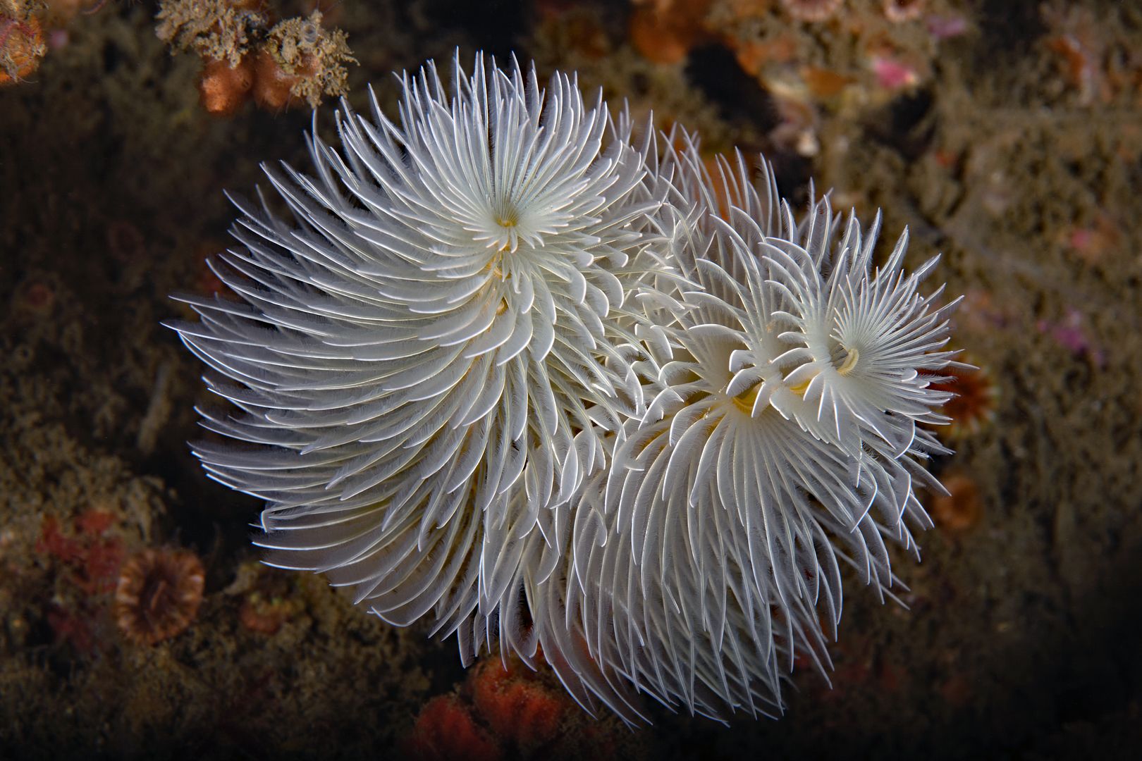  photo Halfway Reef Feather duster worm_zpskq8avfud.jpg